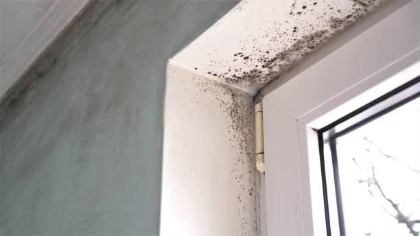 Best Professional Mold Removal  in Lynnville, IN
