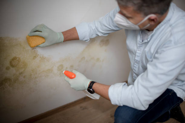 Best Toxic Mold Removal  in Lynnville, IN