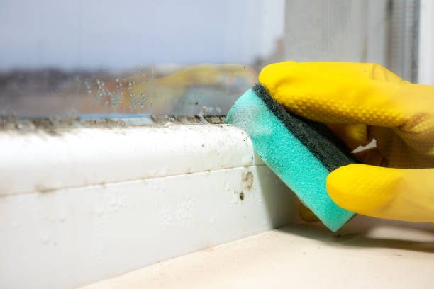 Certified Mold Removal in Lynnville, IN