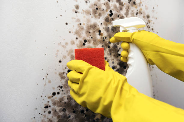 Best Best Mold Removal Companies  in Lynnville, IN