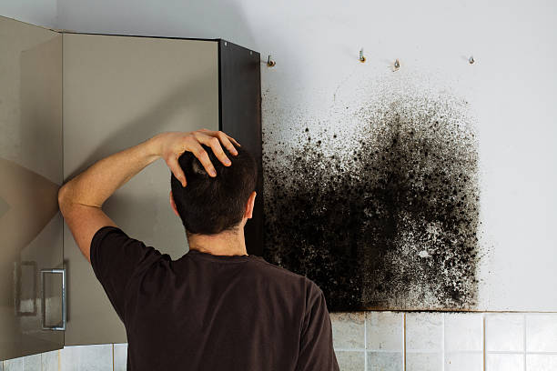 Best Affordable Mold Removal  in Lynnville, IN
