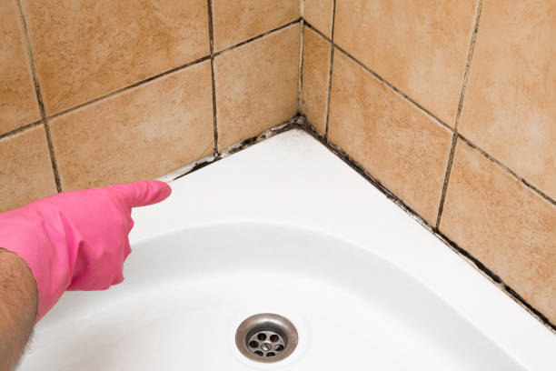 Best Commercial Mold Removal  in Lynnville, IN